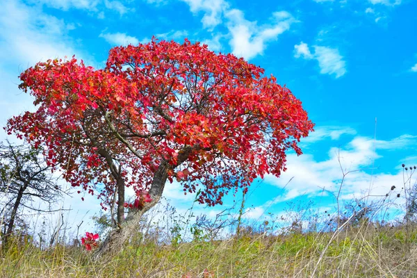 Smoketree europeo (Cotinus coggygria), a finales de otoño —  Fotos de Stock