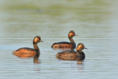 Siyah boyunlu dalgıç su grubu
