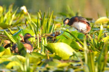 Yuva üzerinde siyah boyunlu batağan