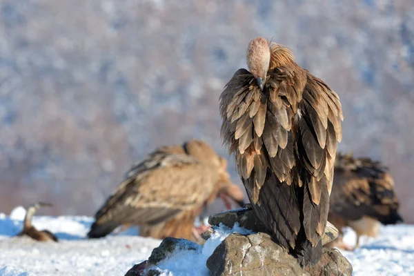 Sęp spoczywa na skale, w górach, w zimie — Zdjęcie stockowe
