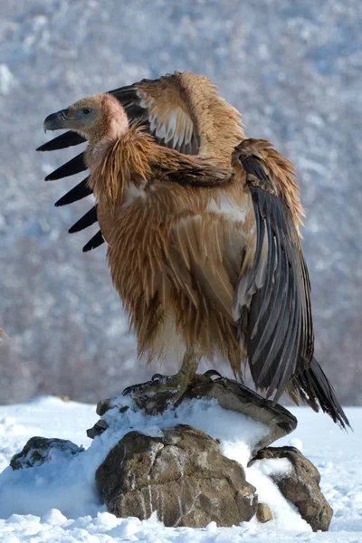 Grifone Avvoltoio che riposa su una roccia, in montagna, in inverno — Foto Stock