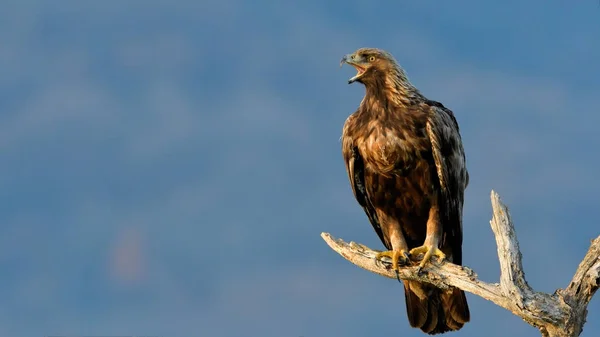 Aquila reale su un ramo — Foto Stock