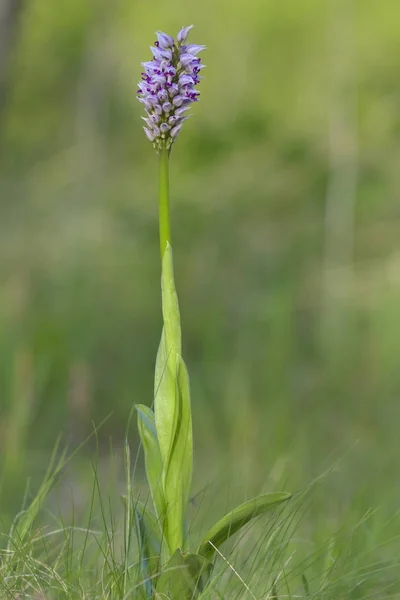 Orquídea del mono (Orchis simia), flores silvestres de Dobruja — Foto de Stock