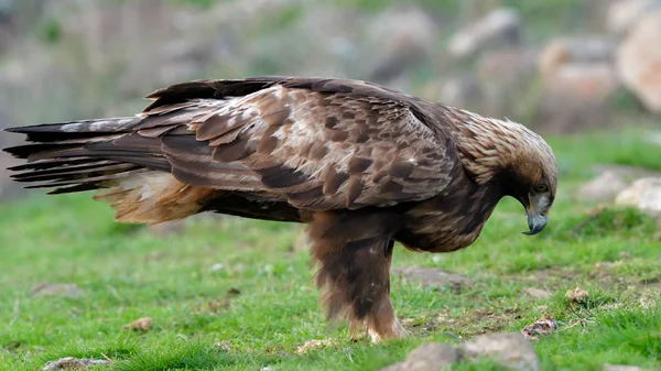 Golden Eagle Sitting on the Ground — Stock Photo, Image