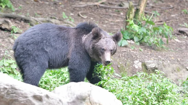 Дикі бурий ведмідь з Карпатських гір — стокове фото