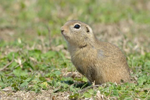 Écureuil solitaire européen ou Souslik sur prairie — Photo