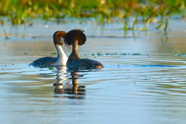 Grande paire de Grèbe crête sur l'eau — Photo