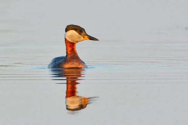 Rode hals fuut op water — Stockfoto