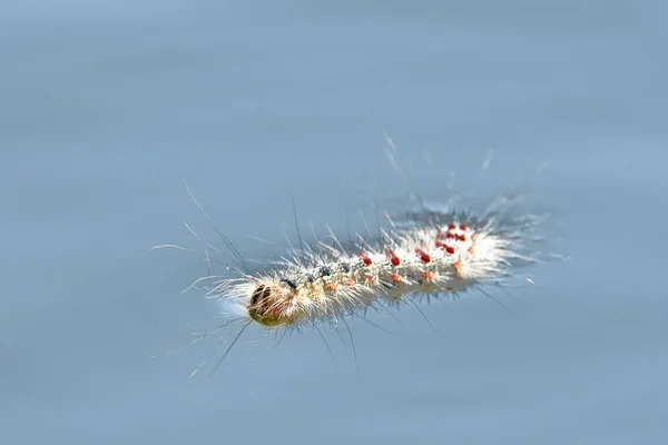 Caterpillar flyter på blått vatten — Stockfoto