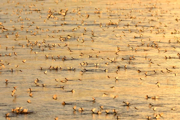 夕日の光で長い尾を持つカゲロウの侵略 — ストック写真