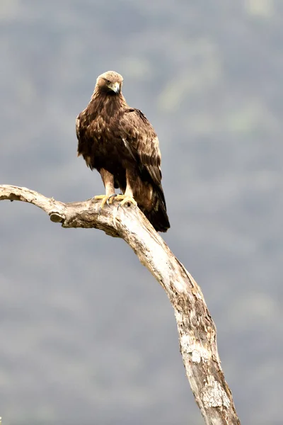 Golden eagle op een tak — Stockfoto