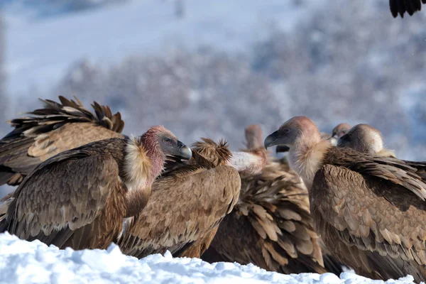 Buitres leonados comiendo en invierno —  Fotos de Stock