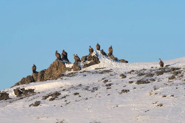 Griffon Vultures in Winter Landscape, into the Mountains — Stock Photo, Image