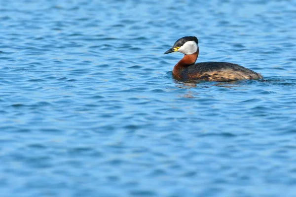 Rode hals fuut op water — Stockfoto