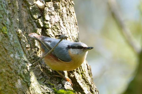 Евразия (Sitta europaea) — стоковое фото