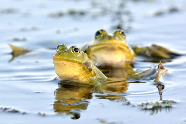 물에 식용 개구리 — 스톡 사진
