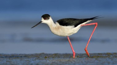 Uzunbacak (himantopus himantopus siyah kanatlı)