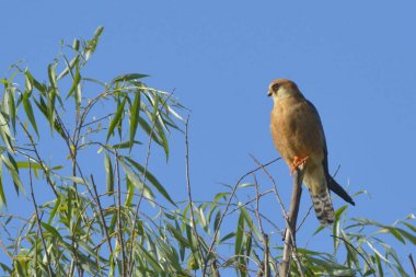 Kırmızı Ayaklı Şahin erkek