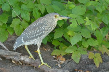 Juvenil siyah taç gece balıkçılı