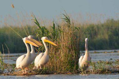 beyaz pelikan (Pelecanus onocrotalus)