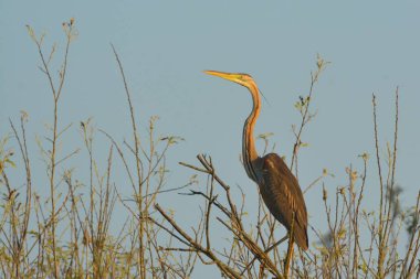 Mor balıkçıl (Ardea purpurea)