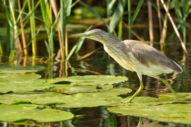 Alaca balıkçıl (Ardeola ralloides)
