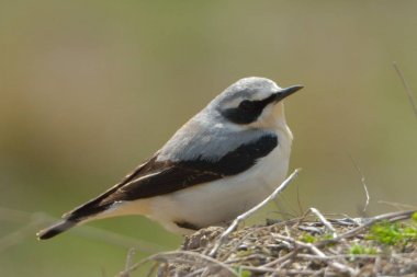 Kuzey kuyrukkakan (Oenanthe oenanthe)