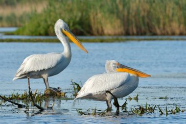 Dalmaçyalı pelikan (Pelecanus crispus)