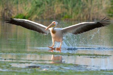 beyaz pelikan (Pelecanus onocrotalus)