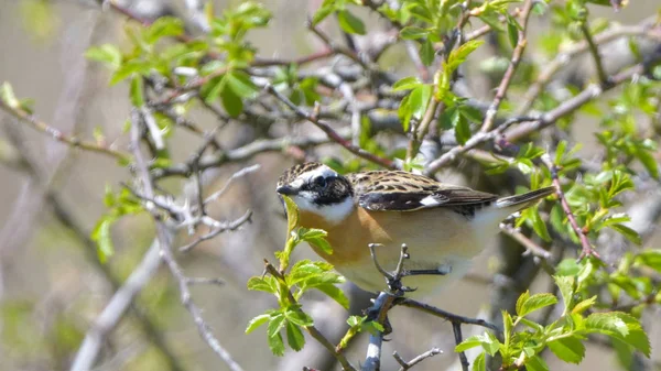 Whinchat (Saxicola rubetra) — Stock Photo, Image