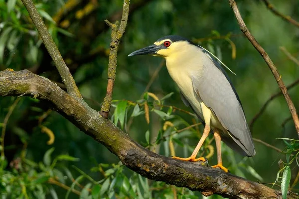 Svart krönt Night Heron (Nycticorax nycticorax) — Stockfoto