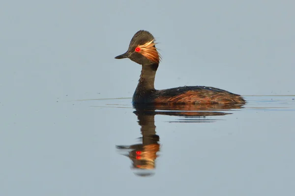 Zwarte Necked Grebe op water — Stockfoto