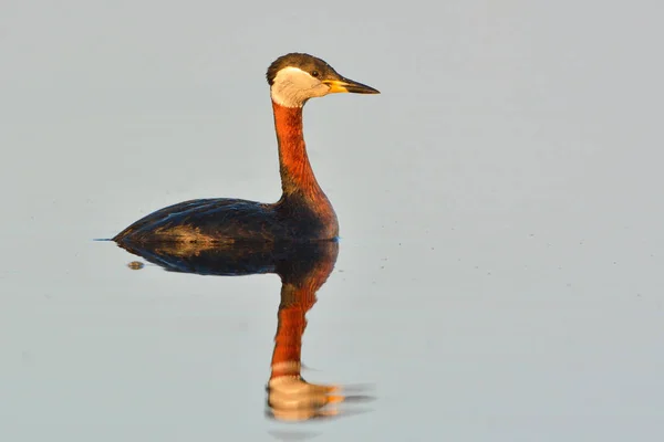 Rode hals fuut op water — Stockfoto