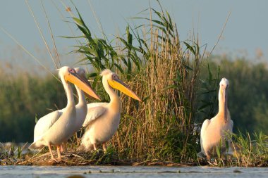 beyaz pelikan (Pelecanus onocrotalus)