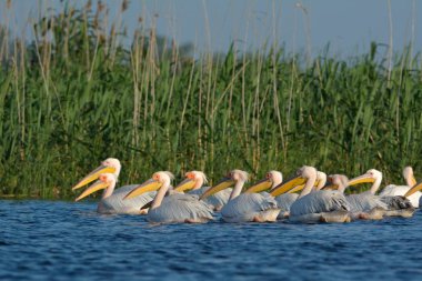 beyaz pelikan (Pelecanus onocrotalus)