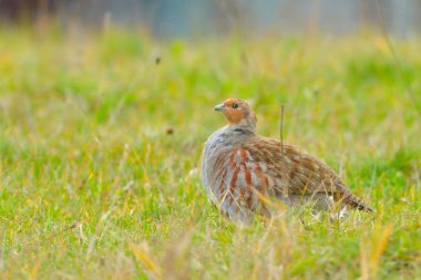 Gri keklik (keklik keklik) 