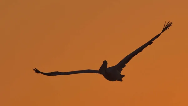 Weißpelikan (Pelecanus onocrotalus)) — Stockfoto