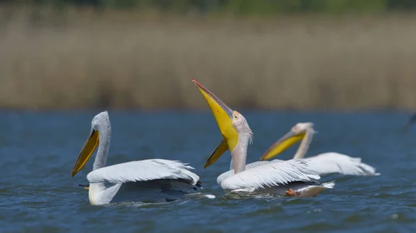 Pelicano branco (Pelecanus onocrotalus ) — Fotografia de Stock