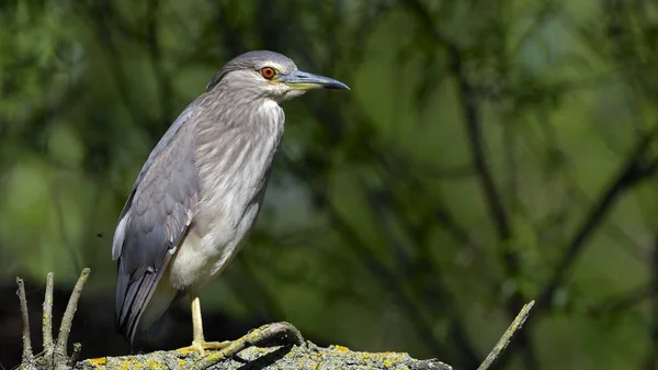 Black Crowned Night Heron (Nycticorax nycticorax) — Stock Photo, Image