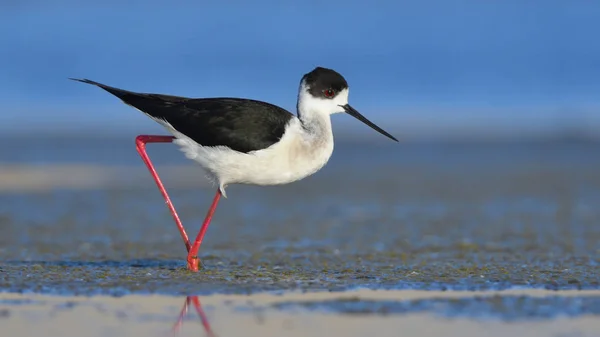 Black Winged Stilt (Himantopus himantopus) — Stock Photo, Image