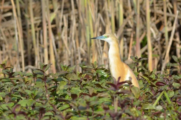 Squacco Heron (Ardeola rfelides) ) — стоковое фото