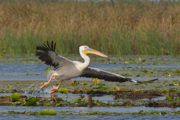 Fehér pelikán (Pelecanus onocrotalus) — Stock Fotó