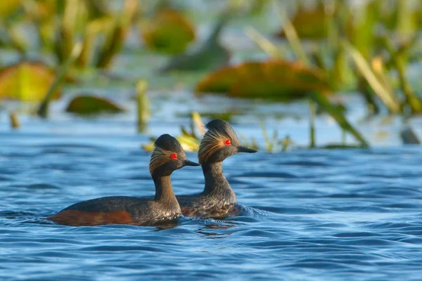 Paar zwarte Necked futen op Water — Stockfoto