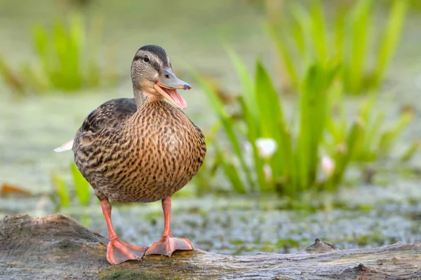 Mallard Duck (Anas platyrhynchos) — Stock Photo, Image