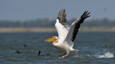 beyaz pelikan (Pelecanus onocrotalus)
