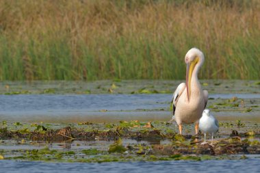 beyaz pelikan (Pelecanus onocrotalus)