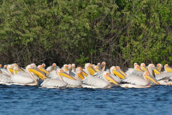 Λευκό πελεκάνο (Pelecanus onocrotalus) — Φωτογραφία Αρχείου