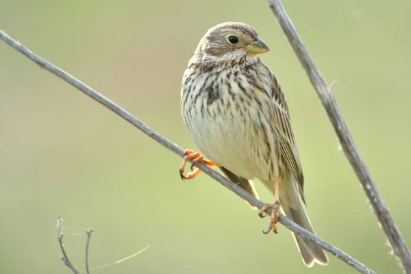 Kukorica sármány (emberiza calandra) — Stock Fotó