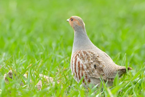 Grey Partridge (Perdix perdix) — Stock Photo, Image