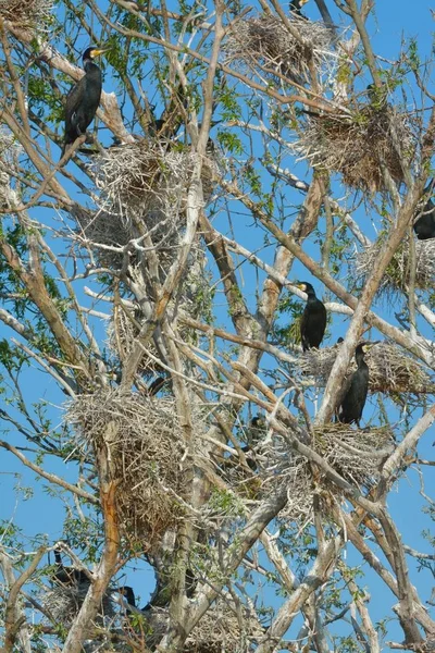 Grand Cormoran (Phalacrocorax carbo) — Photo